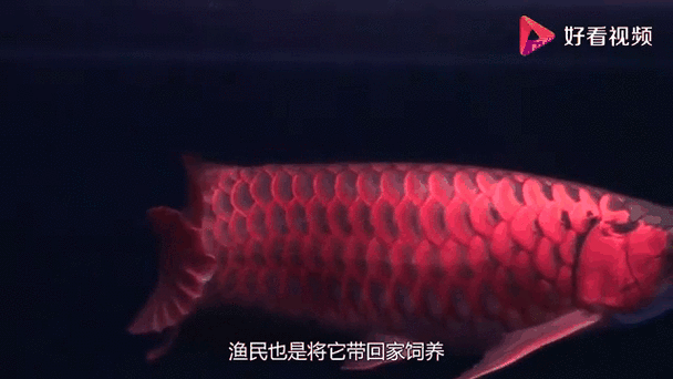 有沒有紅龍魚手繪壁紙的教程？