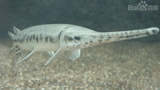 有沒有紅龍魚手繪壁紙的教程？