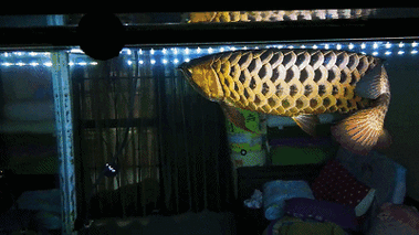 有沒有紅龍魚手繪壁紙的教程？