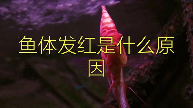 金龍魚發(fā)紅是因為什么