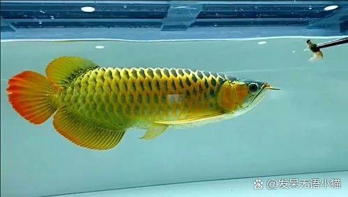 金龍魚發(fā)紅是因為什么