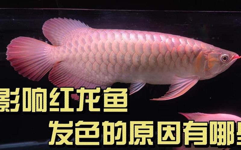 金龍魚發(fā)紅是因為什么