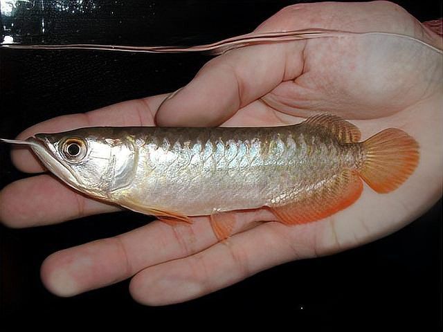 紅龍魚苗多久能長大？