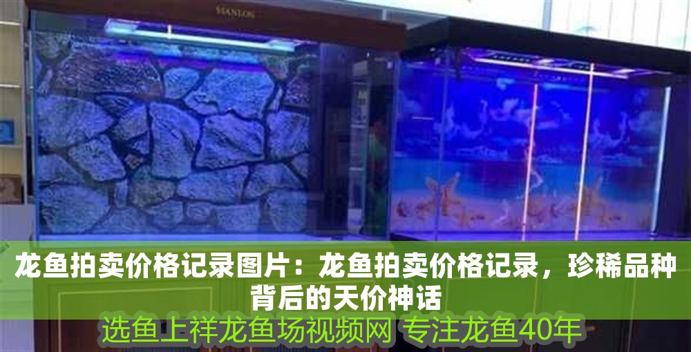 龍魚拍賣價格記錄圖片：龍魚拍賣價格記錄，珍稀品種背后的天價神話