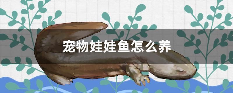 龍魚配飛鳳好還是雙線：飛鳳魚與龍魚混養注意事項