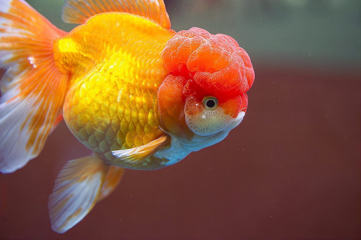 龍魚眼睛白膜突出傳染嗎？