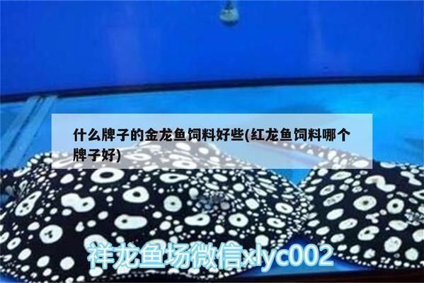 金龍魚魚苗好養(yǎng)嗎，金龍魚魚苗水溫調(diào)控技巧金龍魚魚苗水溫調(diào)控技巧