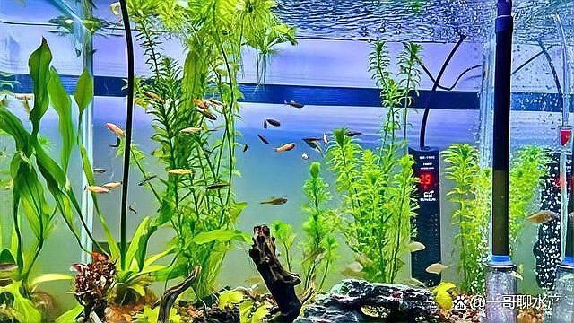 生態處理龍魚需要多長時間？