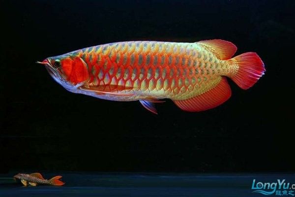 銀龍魚開燈多長時間合適