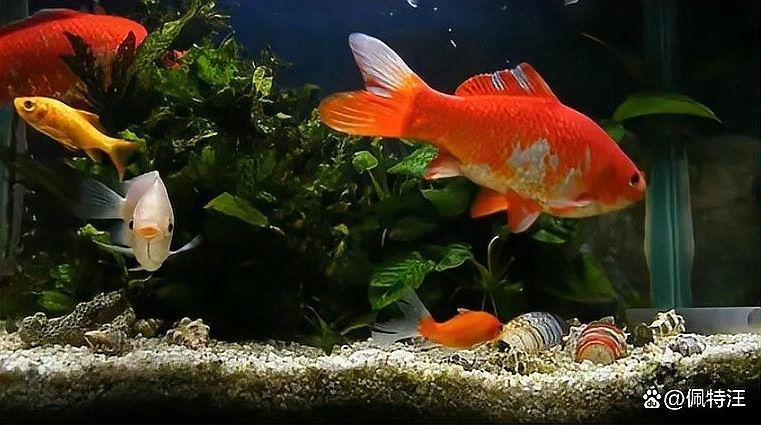 銀龍魚開燈多長時間合適