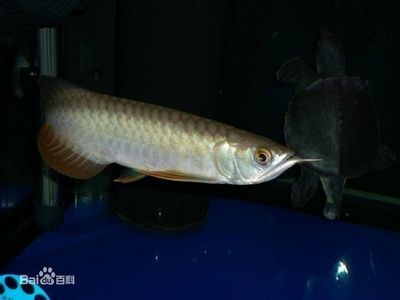 金龍魚喜歡水流嗎：金龍魚不喜歡水流過(guò)強(qiáng)或水流過(guò)強(qiáng)或水流過(guò)強(qiáng)或水流速度過(guò)快的環(huán)境