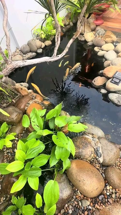 哪種金龍魚適合新手飼養？ 哪種金龍魚適合新手飼養？ 龍魚百科 第7張