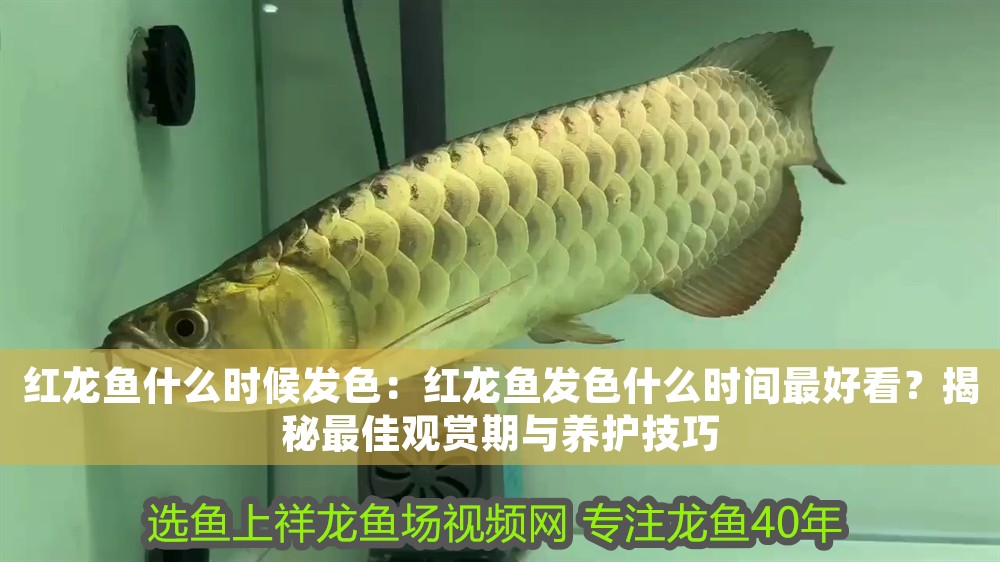 紅龍魚什么時候發(fā)色：紅龍魚發(fā)色什么時間最好看？揭秘最佳觀賞期與養(yǎng)護技巧
