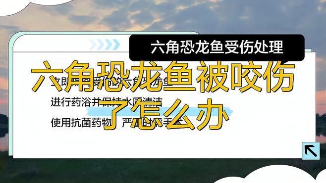 六角龍魚受傷后如何護(hù)理？