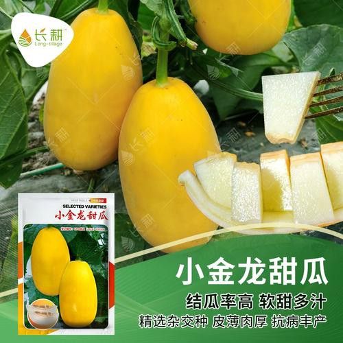 純種金龍魚和雜交金龍魚