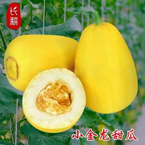 純種金龍魚和雜交金龍魚