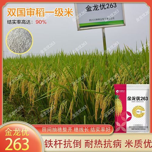 純種金龍魚和雜交金龍魚