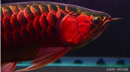 紅龍魚有多少種頭版【紅龍魚頭版的分類與分析】