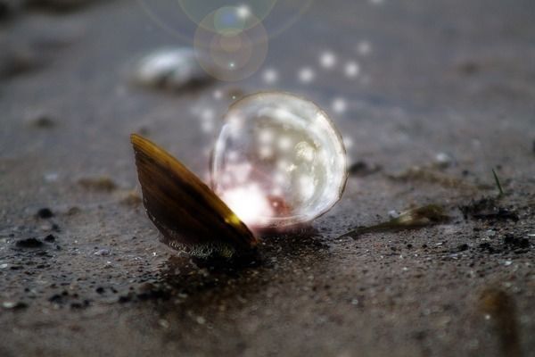 雷龍魚那個品種貴：雷龍魚、紅龍魚、金剛雷龍魚、金剛雷龍魚的價格差異
