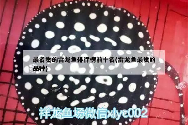 雷龍魚那個品種貴：雷龍魚、紅龍魚、金剛雷龍魚、金剛雷龍魚的價格差異