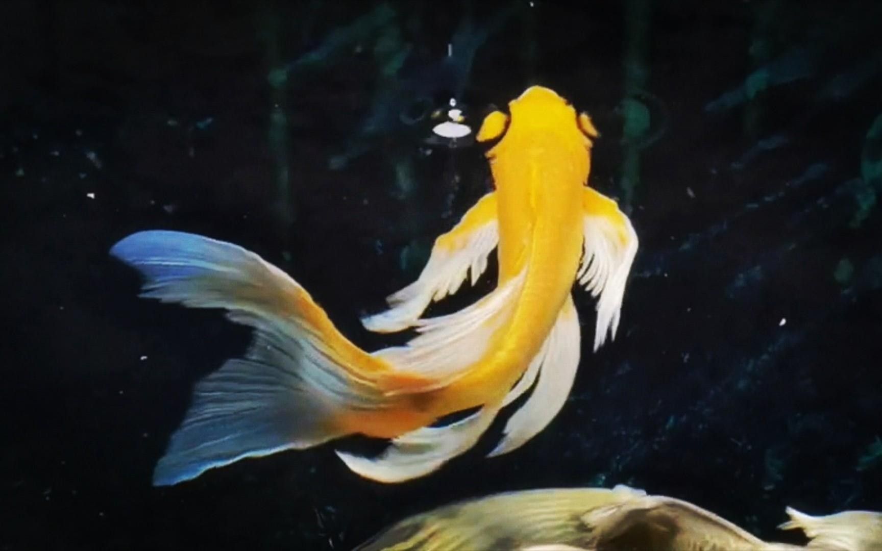 龍鳳魚和金魚哪個更有收藏價值？