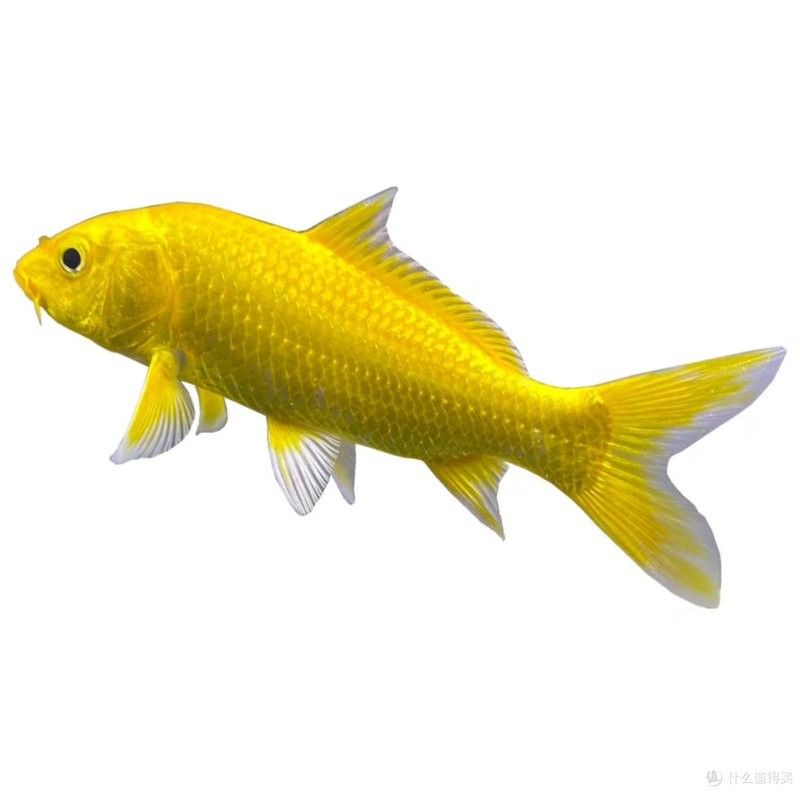 龍鳳魚和金魚哪個更有收藏價值？