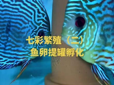 虎紋恐龍魚(yú)怎么繁殖視頻