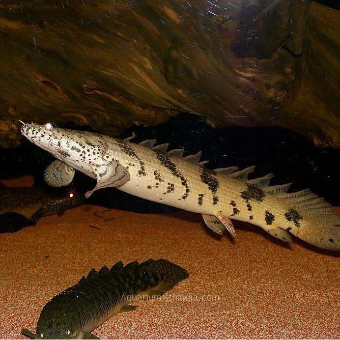 虎紋恐龍魚(yú)怎么繁殖視頻