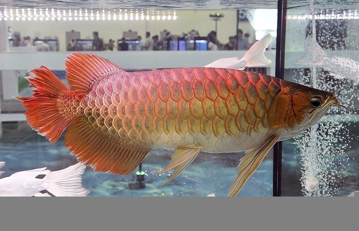 龍魚躲在魚缸的角落里會死嗎