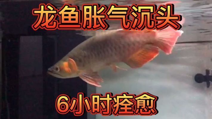 龍魚脹氣沉頭：龍魚脹氣沉頭怎么辦