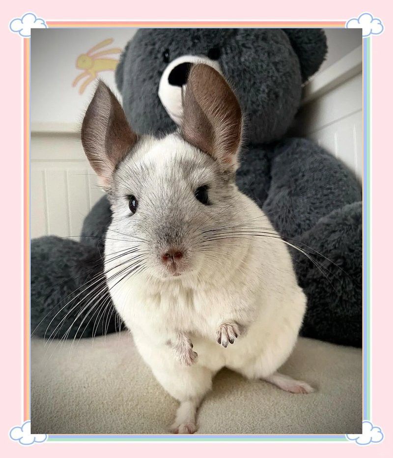 如何調整龍貓的飲食以補充營養？