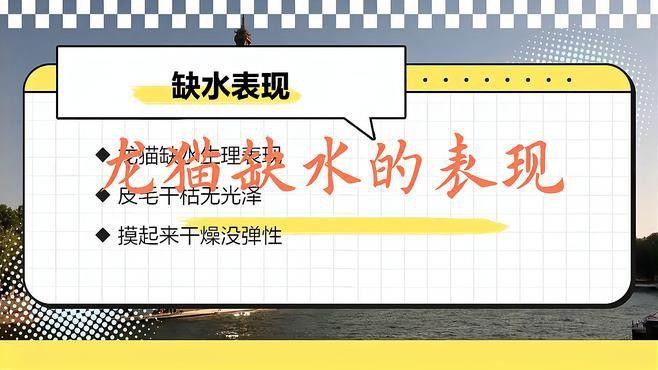 如何調整龍貓的飲食以補充營養？