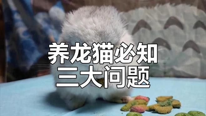 如何調整龍貓的飲食以補充營養？