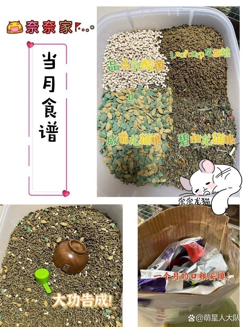 如何調整龍貓的飲食以補充營養？