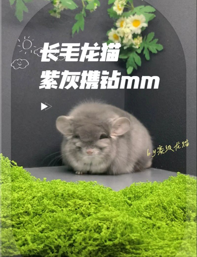 龍貓雙養(yǎng)需要準(zhǔn)備哪些設(shè)施？