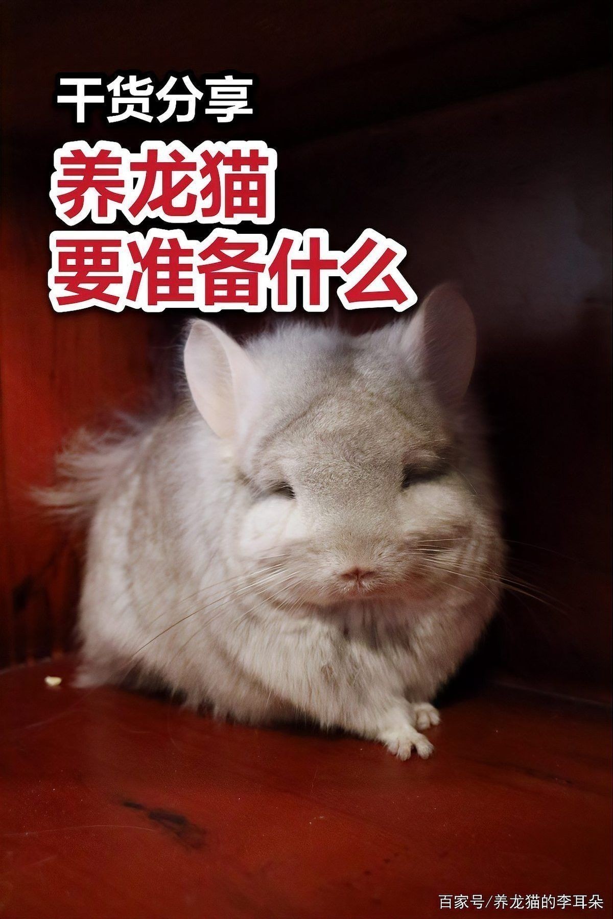 龍貓雙養(yǎng)需要準(zhǔn)備哪些設(shè)施？