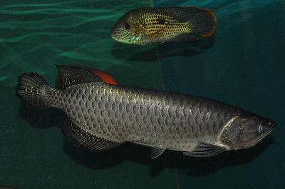 龍魚換水需要放些什么嗎：給龍魚換水用什么鹽好龍魚換水用什么鹽好