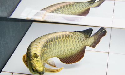 龍魚換水需要放些什么嗎：給龍魚換水用什么鹽好龍魚換水用什么鹽好