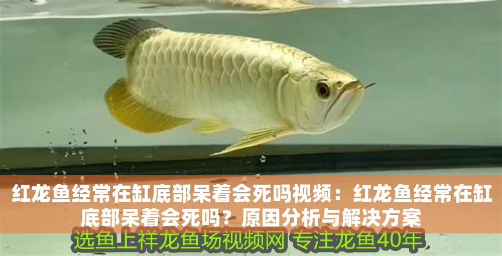紅龍魚經常在缸底部呆著會死嗎視頻：紅龍魚經常在缸底部呆著會死嗎？原因分析與解決方案 紅龍魚經常在缸底部呆著會死嗎視頻：紅龍魚經常在缸底部呆著會死嗎？原因分析與解決方案 龍魚百科 第1張