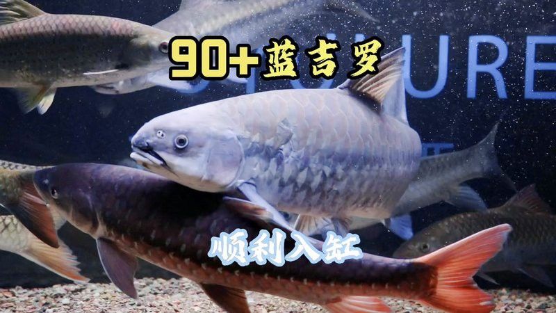 吉羅缸和龍魚缸哪個更美觀