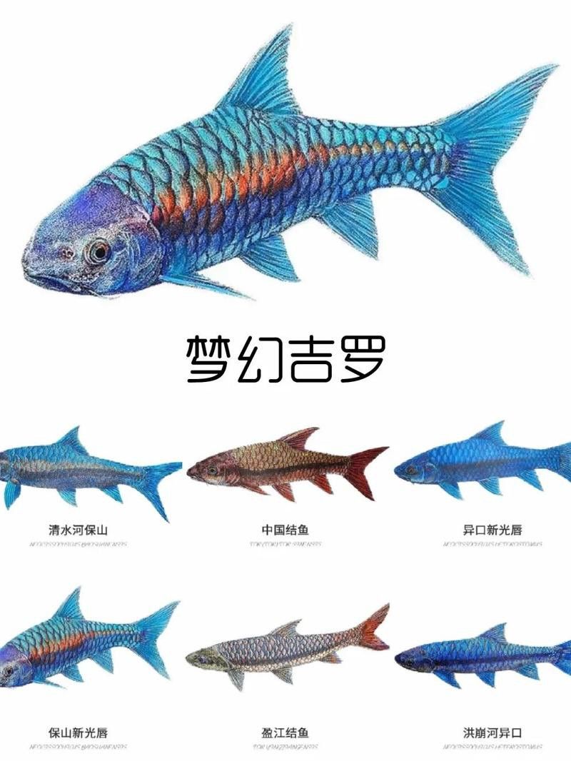吉羅缸和龍魚缸哪個更美觀