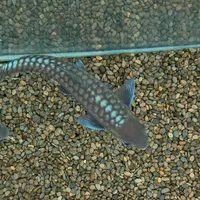 吉羅缸和龍魚缸哪個更美觀