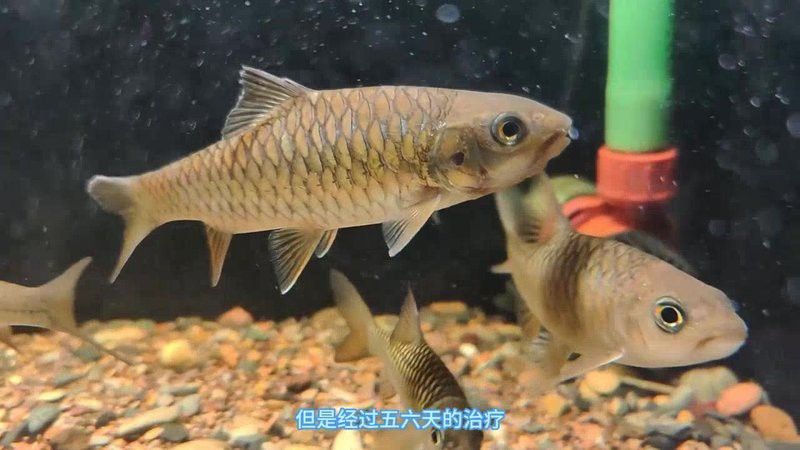 吉羅缸和龍魚缸哪個更美觀