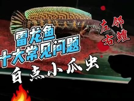 雷龍魚身上有白點怎么辦