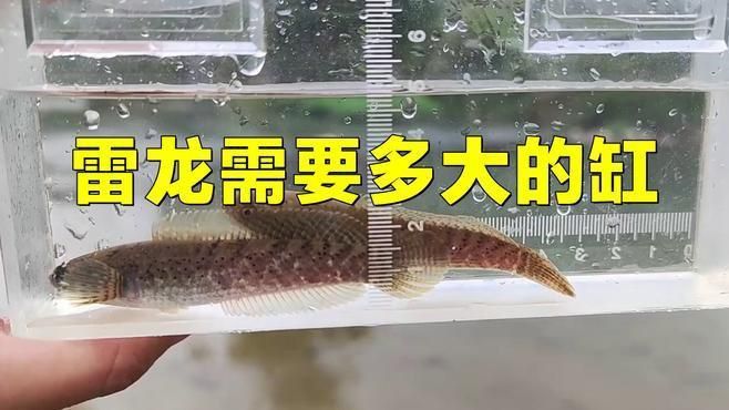 雷龍和招財貓混養需要多大的魚缸