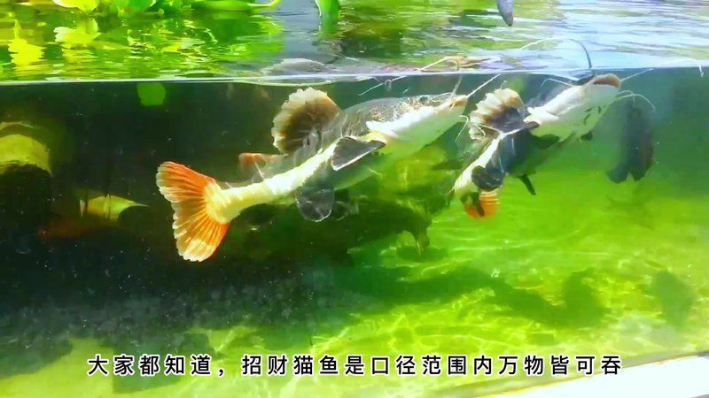 雷龍和招財貓混養需要多大的魚缸