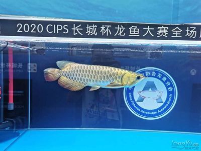 2024長城杯龍魚大賽冠軍：2023年“長城杯”世界龍魚錦標賽冠軍龍魚大賽冠軍龍魚大賽冠軍