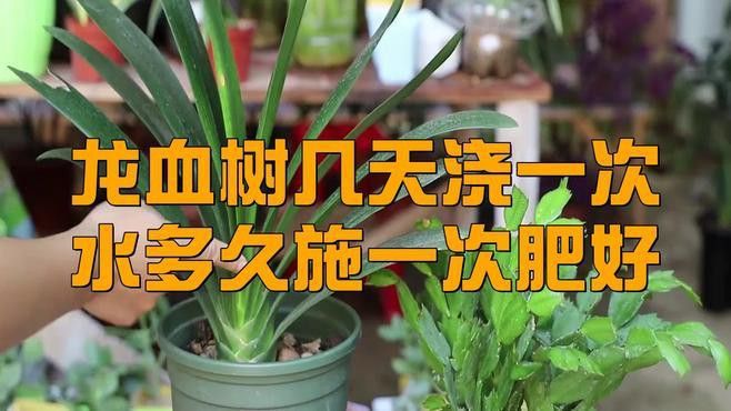 多久給龍血樹施一次肥？