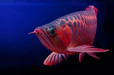 紅龍魚最長能養到多長壽命：紅龍魚的壽命受多種因素影響