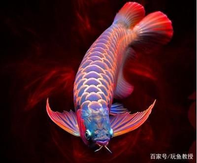紅龍魚拍賣價格記錄怎么查（如何查詢紅龍魚的拍賣價格記錄）